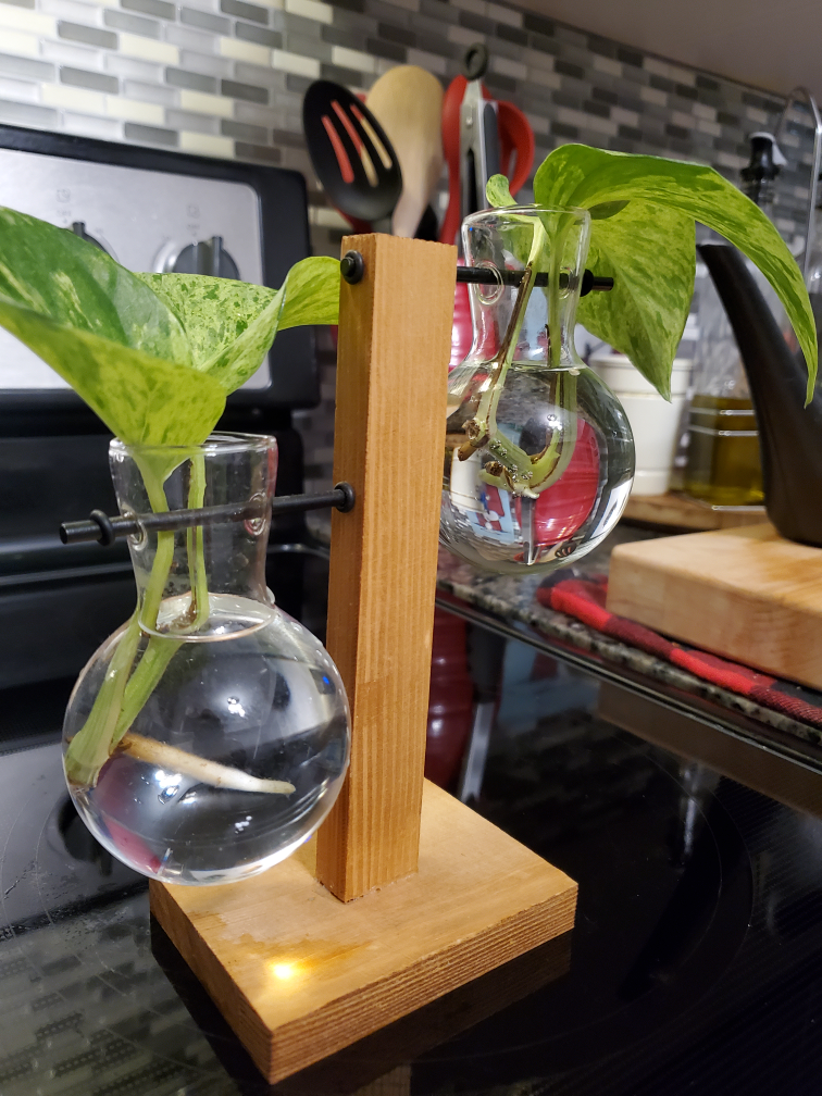 ✨️ Major ClearOut PRICE DROP⬇️Plant Propogation station 🌱holds 2 thumbnail