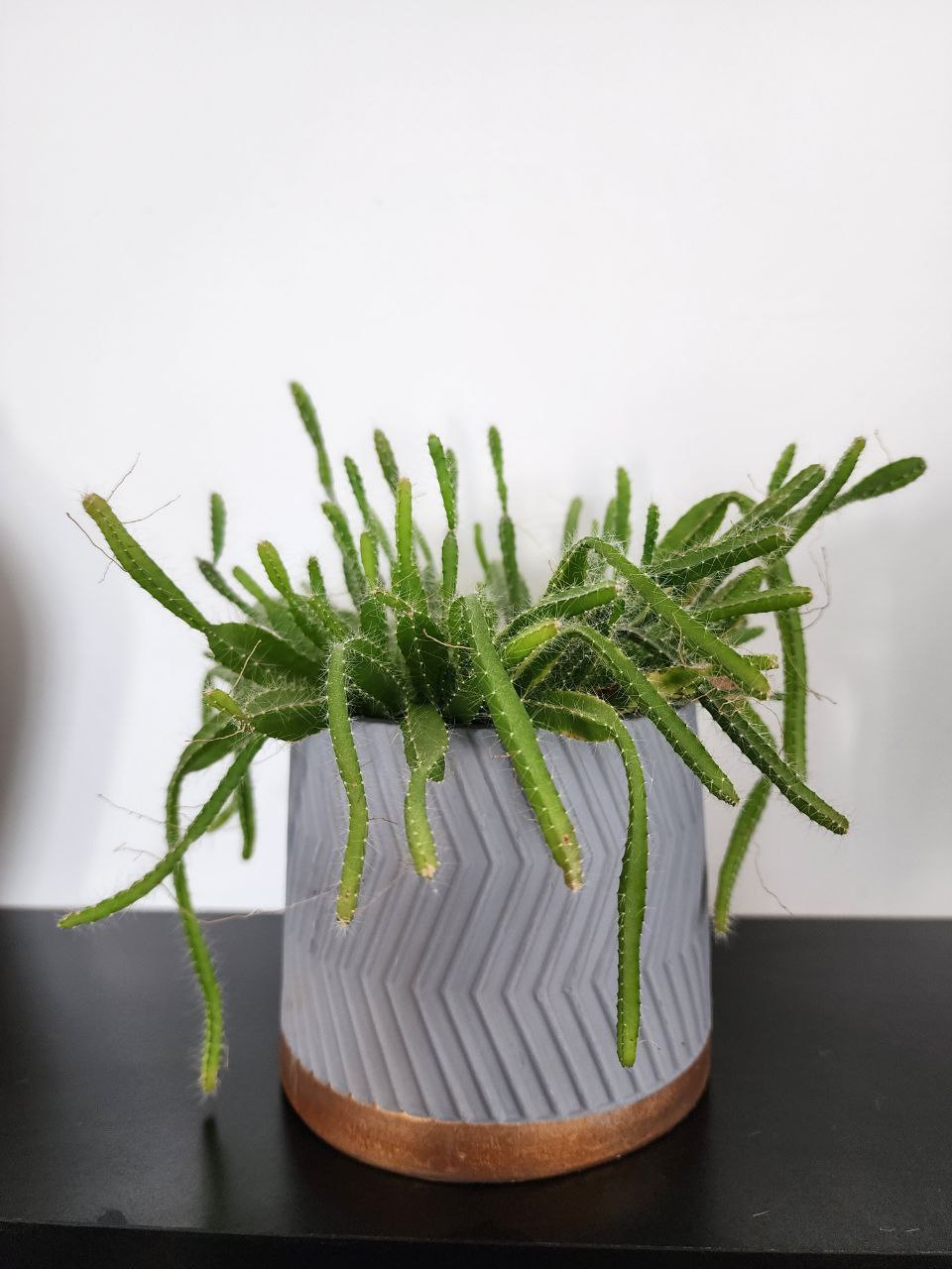 Cactus Dragonfruit image indicator(2)