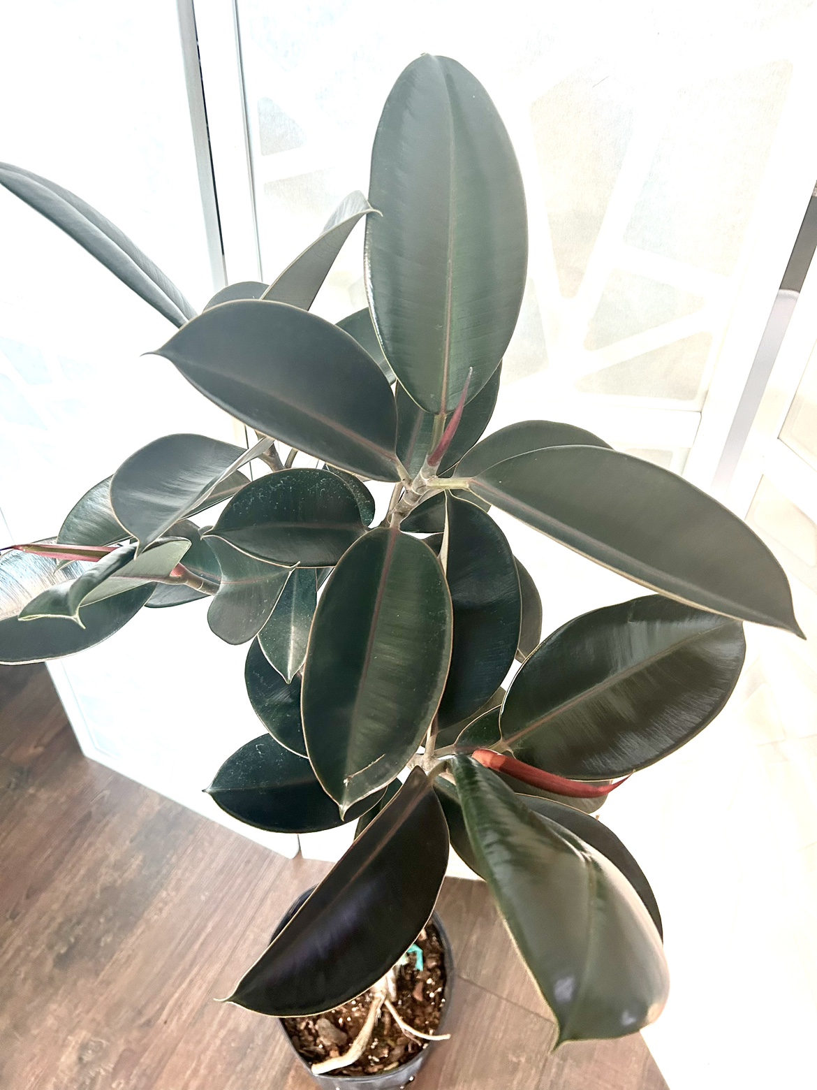 Rubber Plant Burgundy 4 foot tall thumbnail