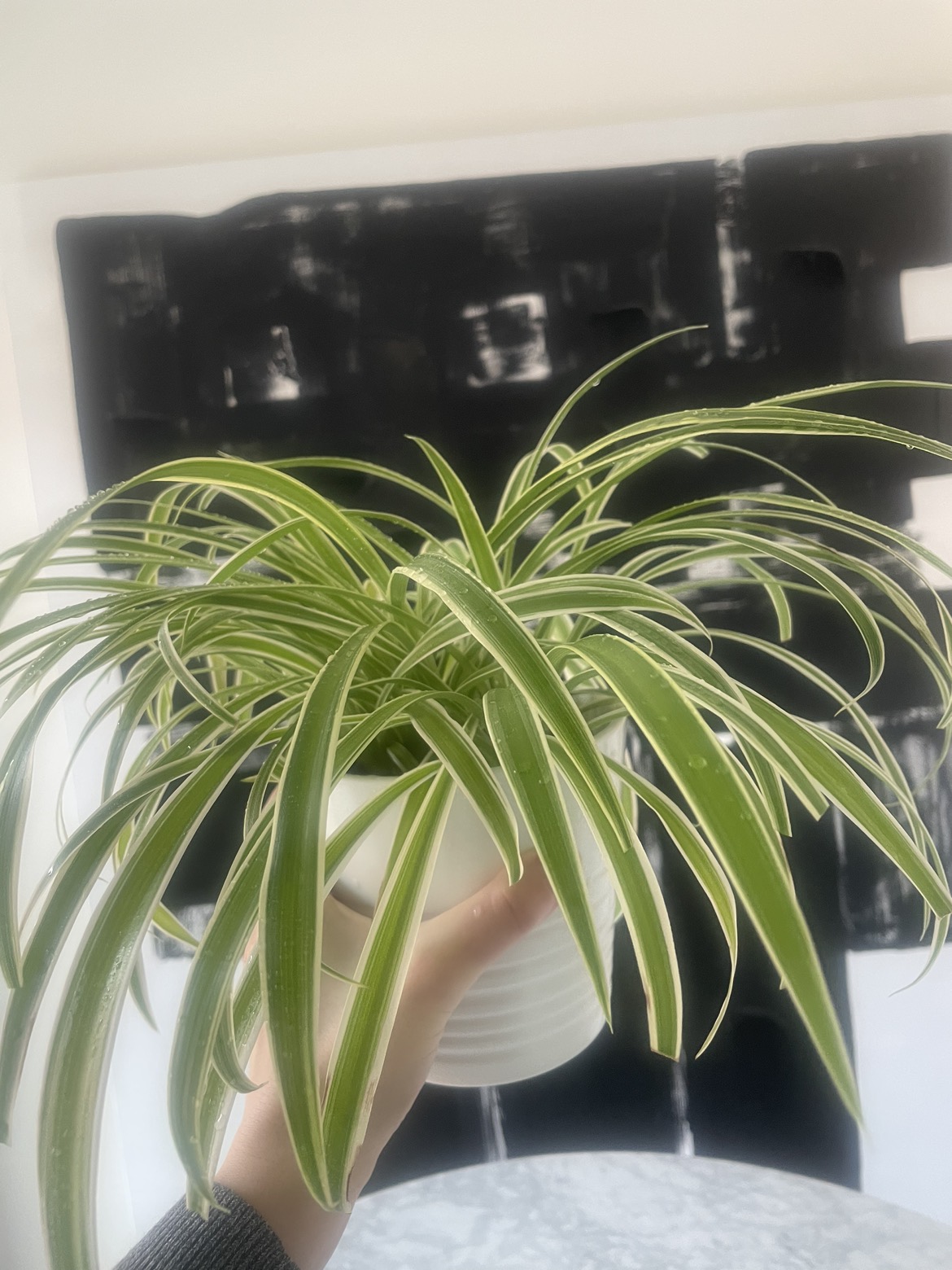 Beautiful spider plant in pot 🌱🪴 image indicator(2)