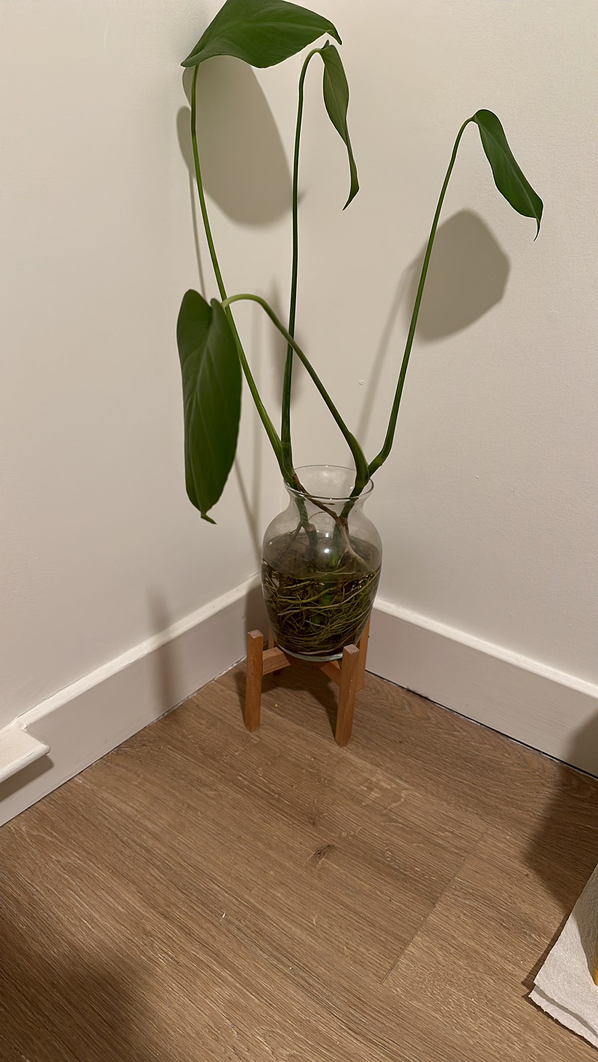 Live plants and plants stand for sale - photo 2