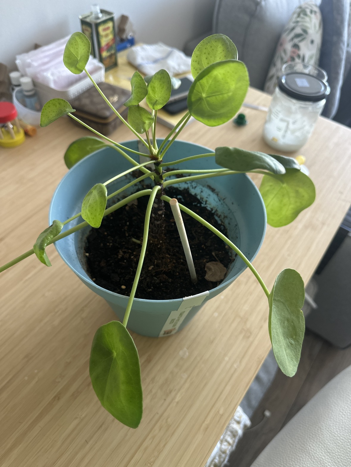 Plant thumbnail