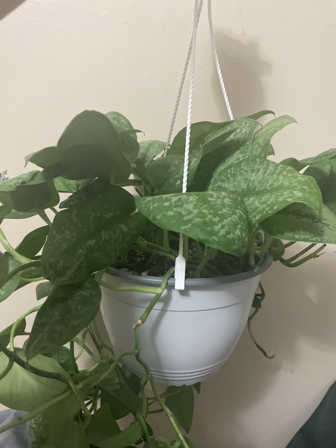 🥕Pothos plant thumbnail