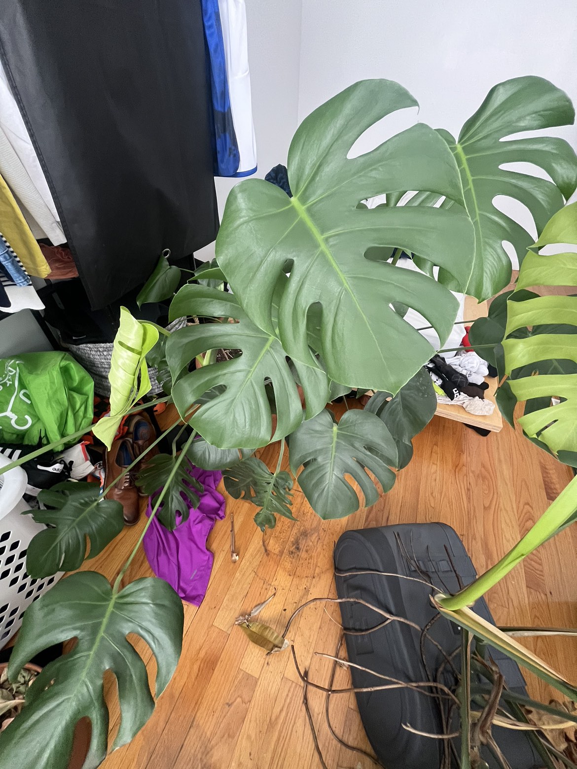 Huge Monstera
