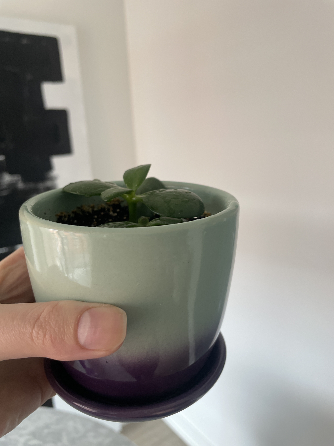 Cute growing Jade plant 🪴🌱 thumbnail