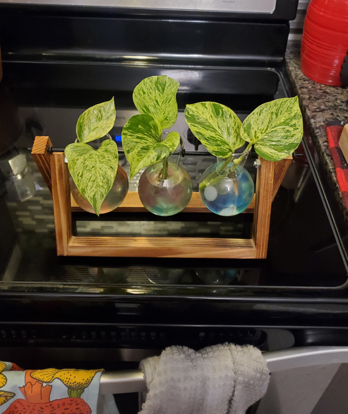 🥕  Plant Propogation display station 🌱🌿☘️Size:Medium (holds 3) thumbnail