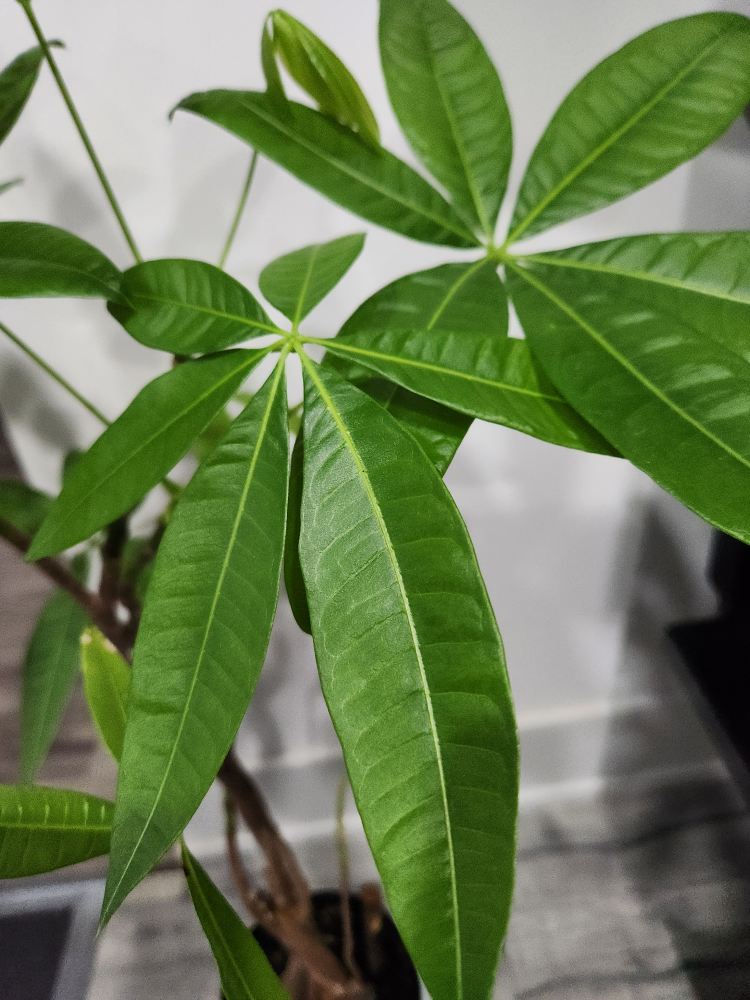 Money tree plant image indicator(2)