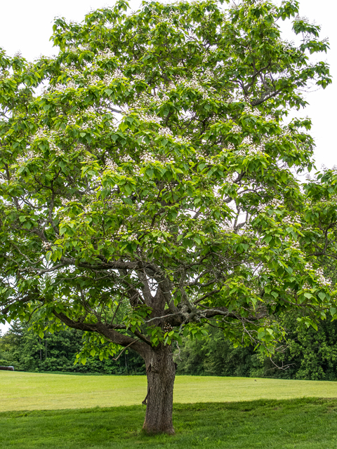 Southern Catalpa (Catalpa Bignonioides) Tree Seedling image indicator(8)