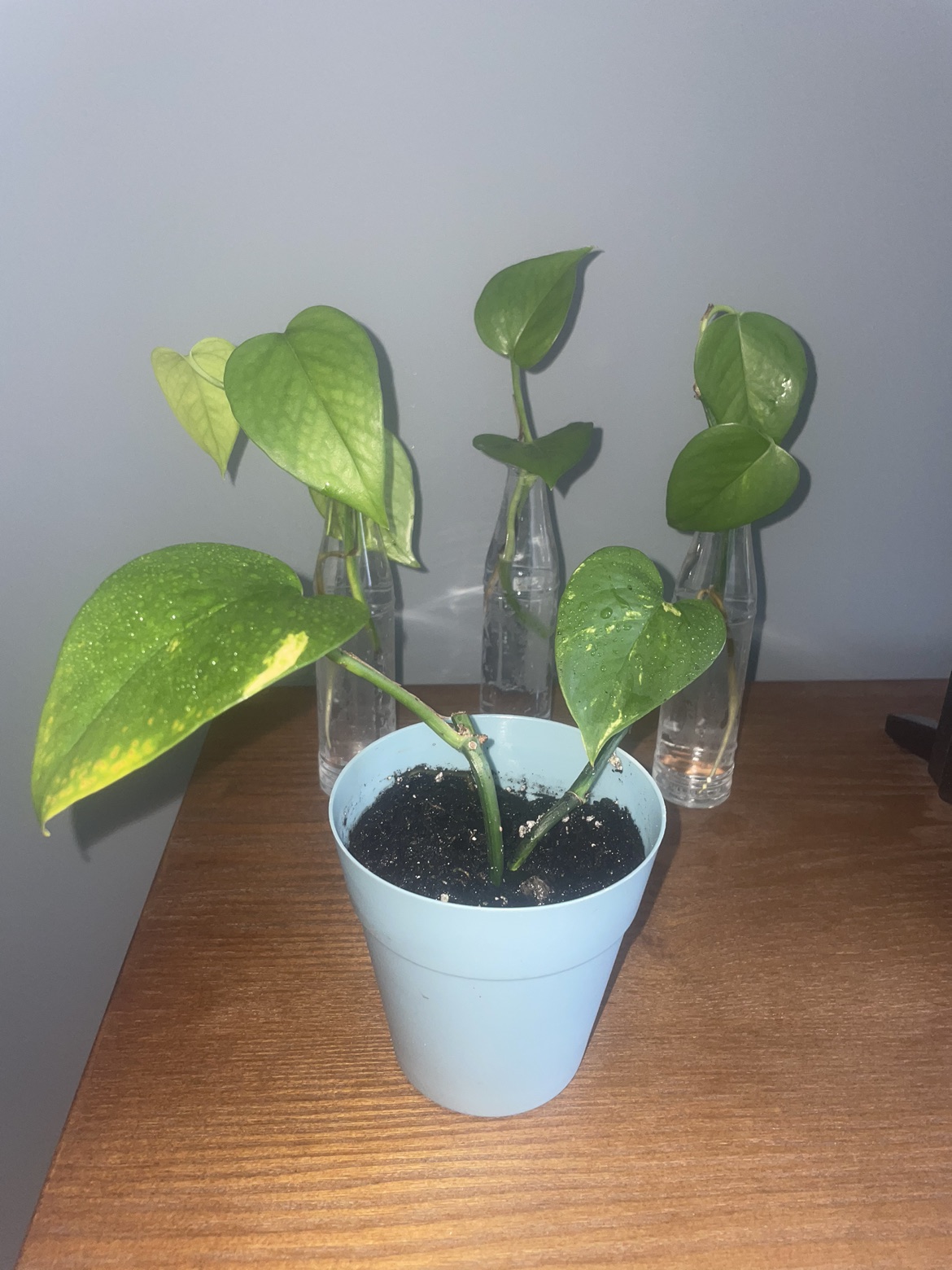 Pothos plant in pot + babies ready to plant image indicator(3)