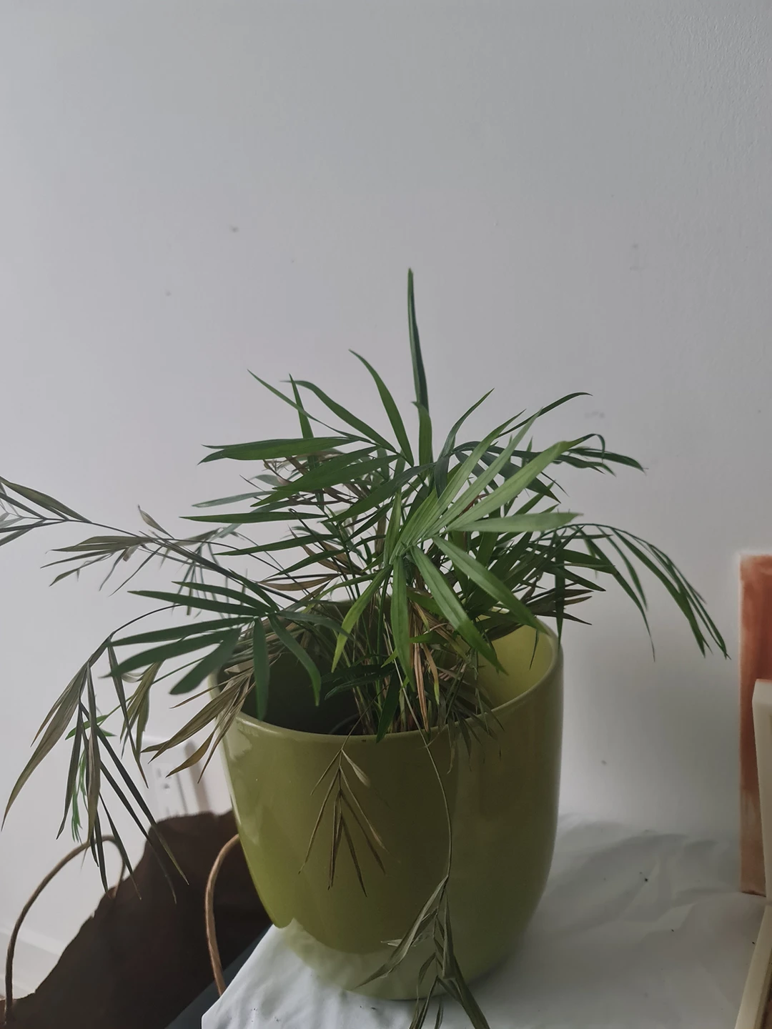 mini areca palm plant with planter