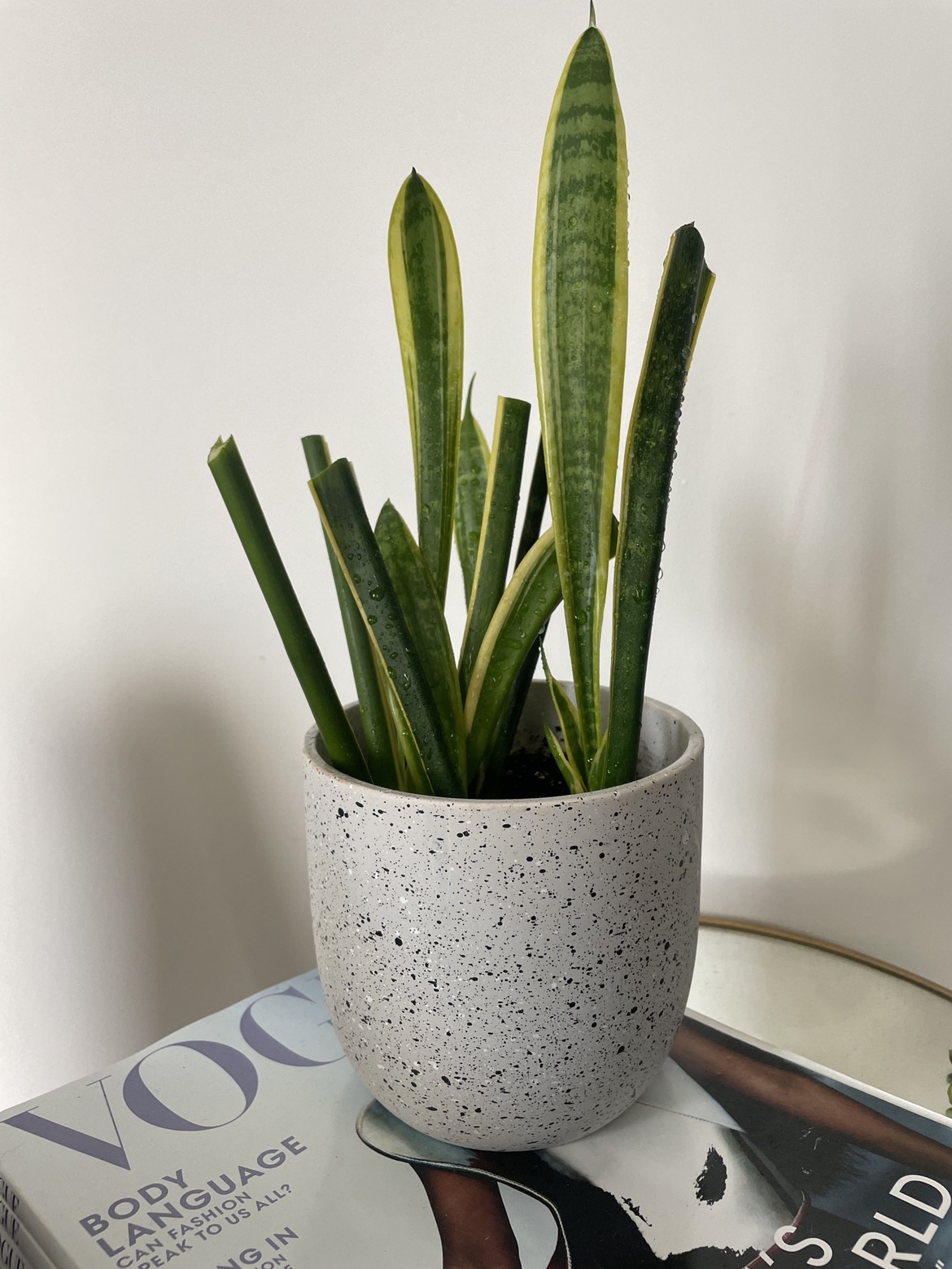 Snake plant with pot 🌱🪴 thumbnail