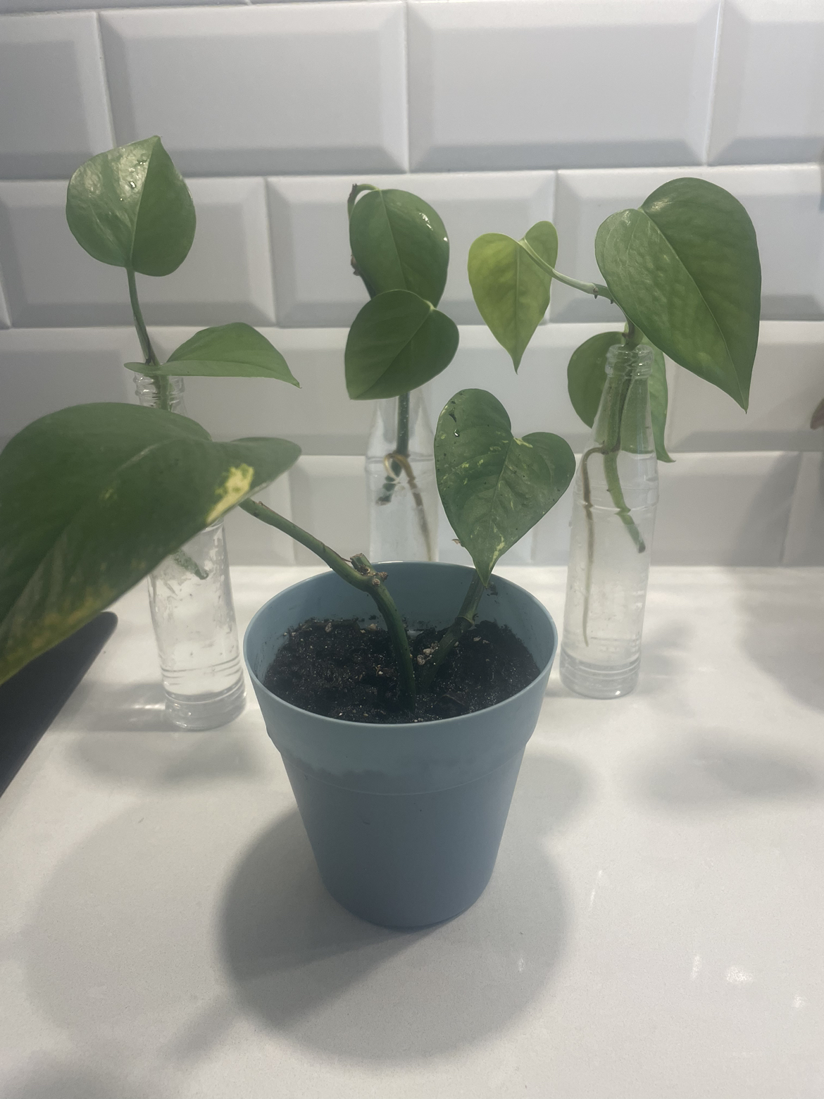 Pothos plant in pot + babies ready to plant image indicator(5)