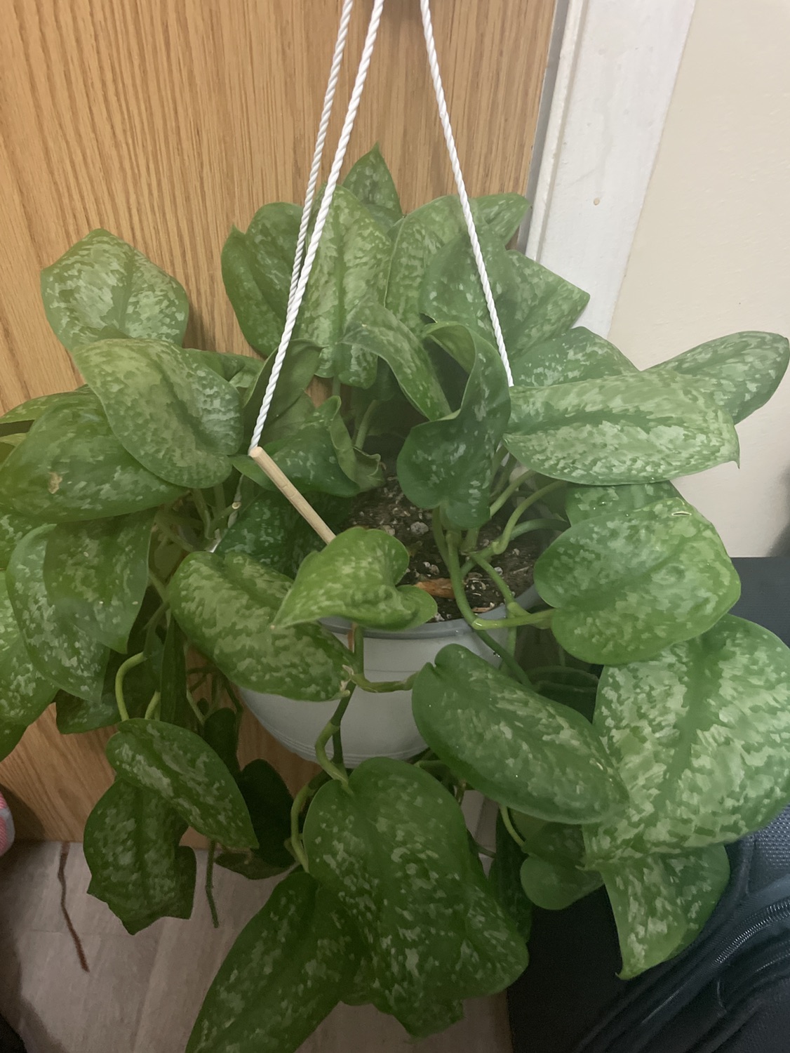 🥕Pothos plant - photo 2