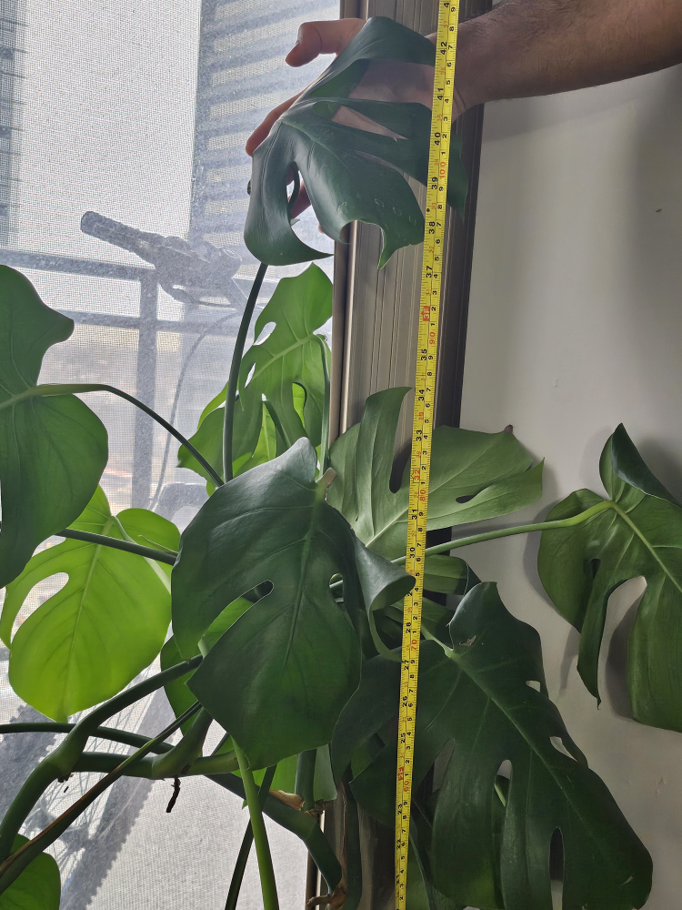 monstera deliciosa indoor large plant with pot - photo 3