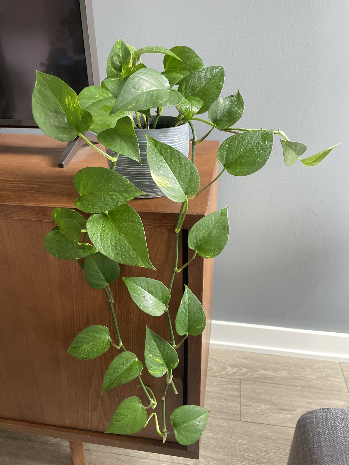 Beautiful pothos plant in pot 🌱🪴 thumbnail