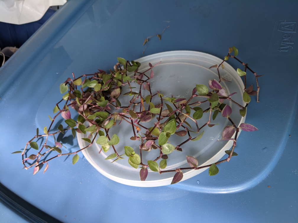 #freecycle Free cuttings of Turtle vine plant image indicator(2)