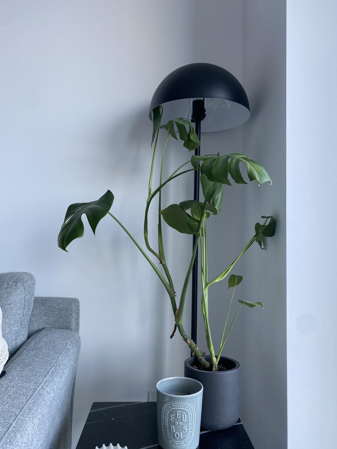 Monstera Plant thumbnail