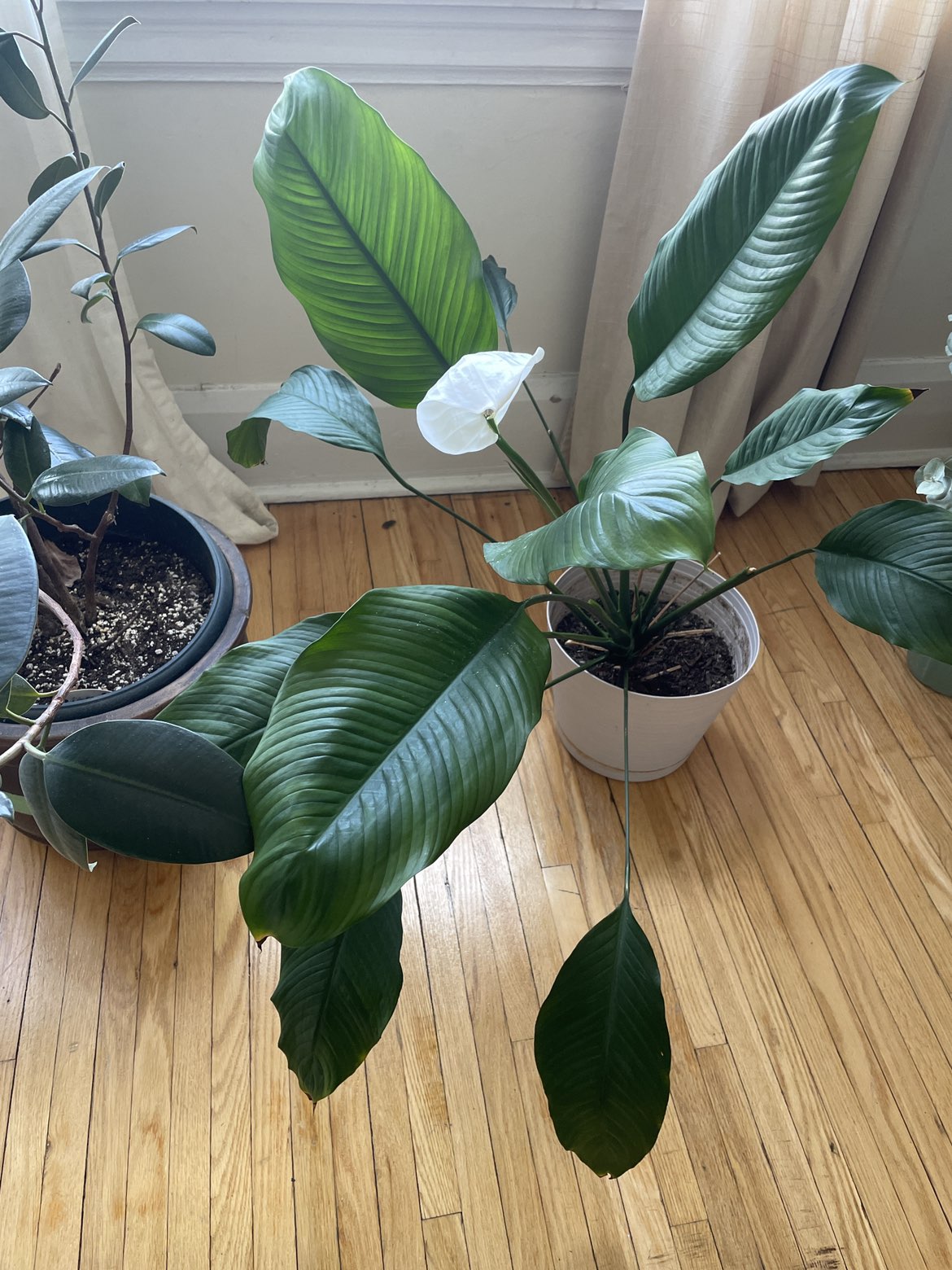 Plant peace lily thumbnail