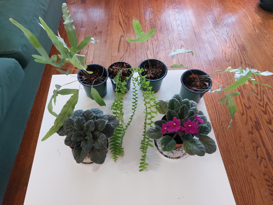 plants