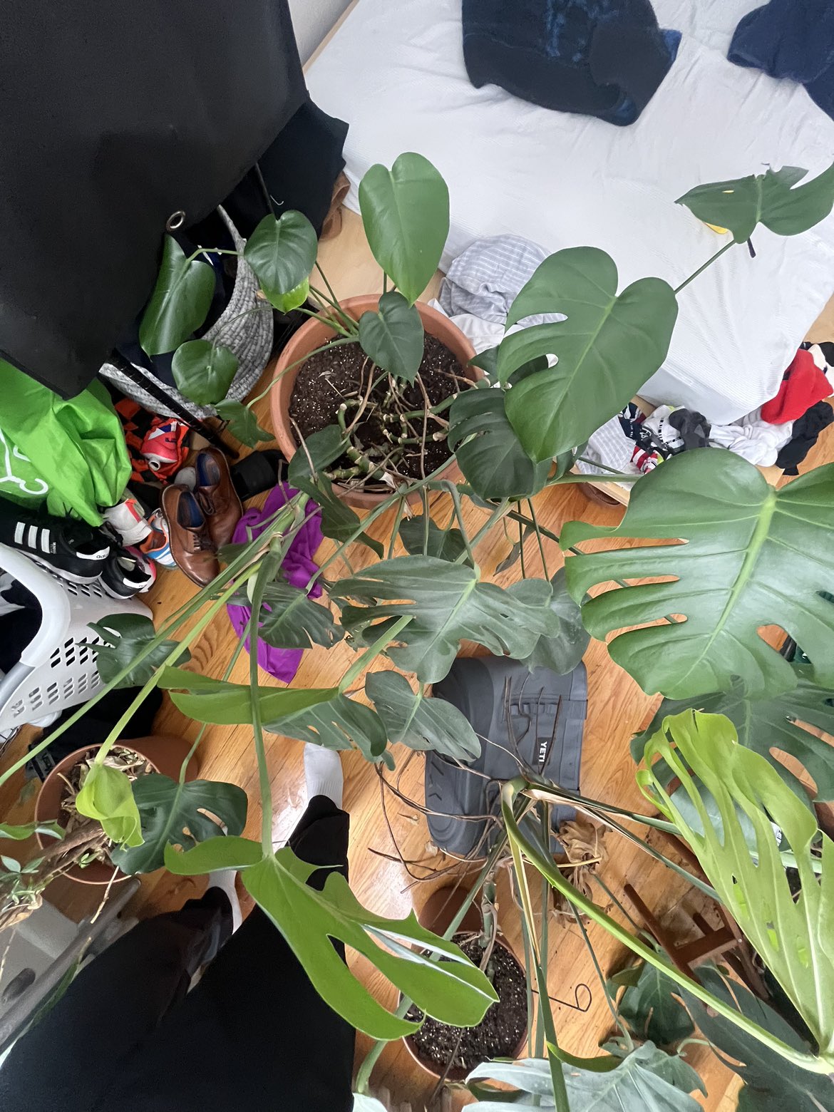 Huge Monstera - photo 5
