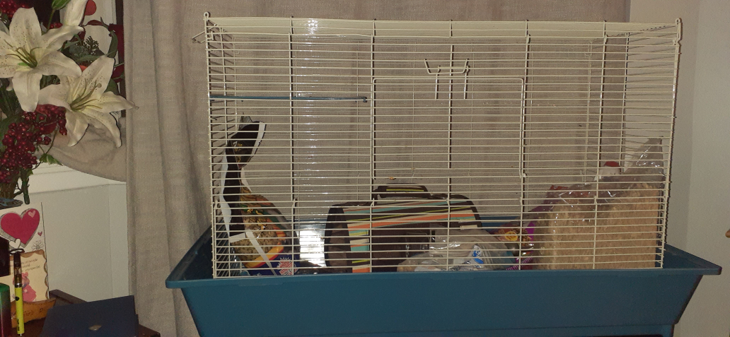 rat cage - photo 2