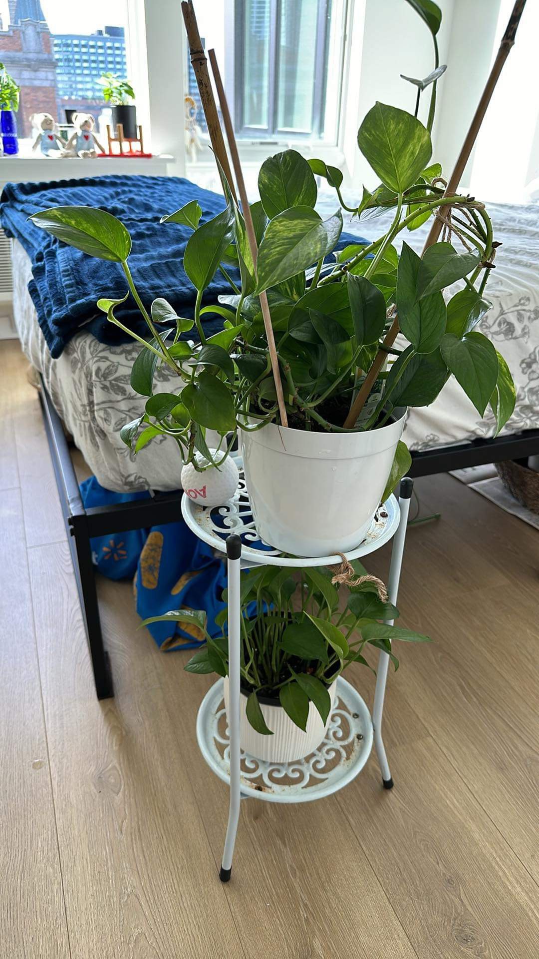 Live plants and plants stand for sale