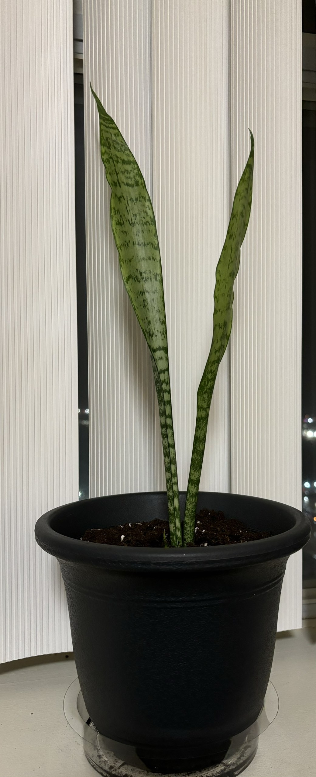 Snake plant