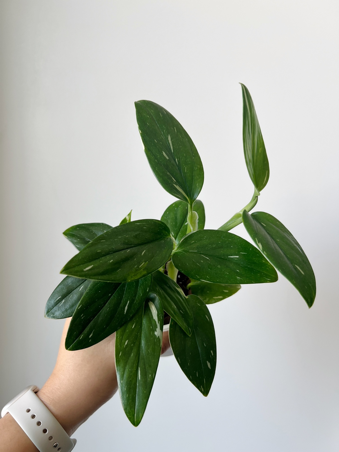 Houseplant 🪴 Monstera Standleyana image indicator(4)