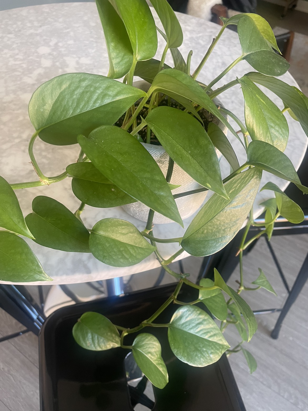 Growing pothos plant in pot 🌱🪴 image indicator(4)