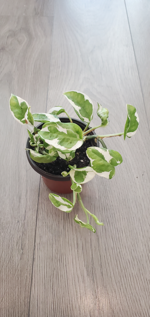 4" N'joy pothos 🥕 thumbnail
