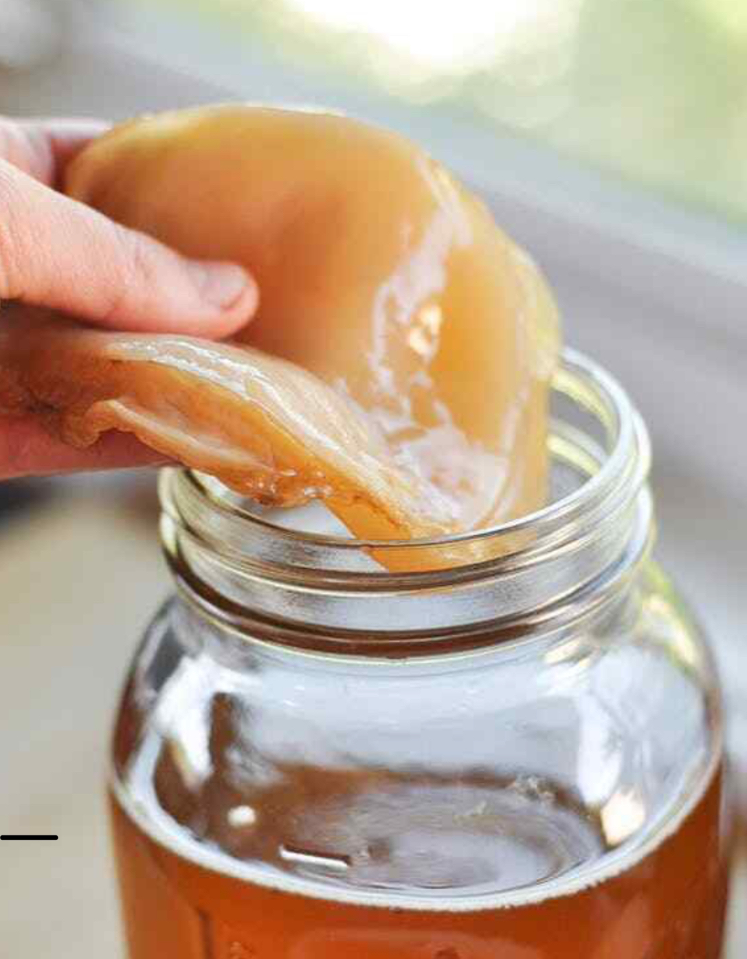 Scoby for kombucha image indicator(2)