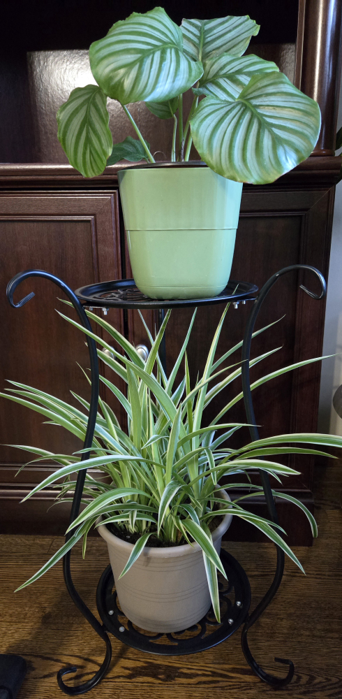 New plant stand image indicator(2)