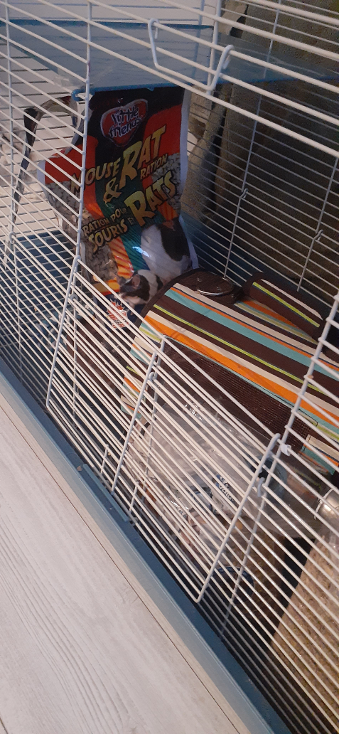 rat cage - photo 5