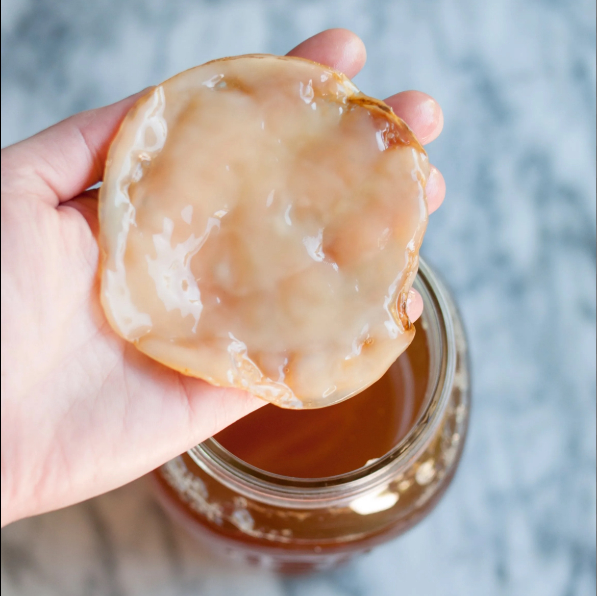 Scoby for kombucha image indicator(3)