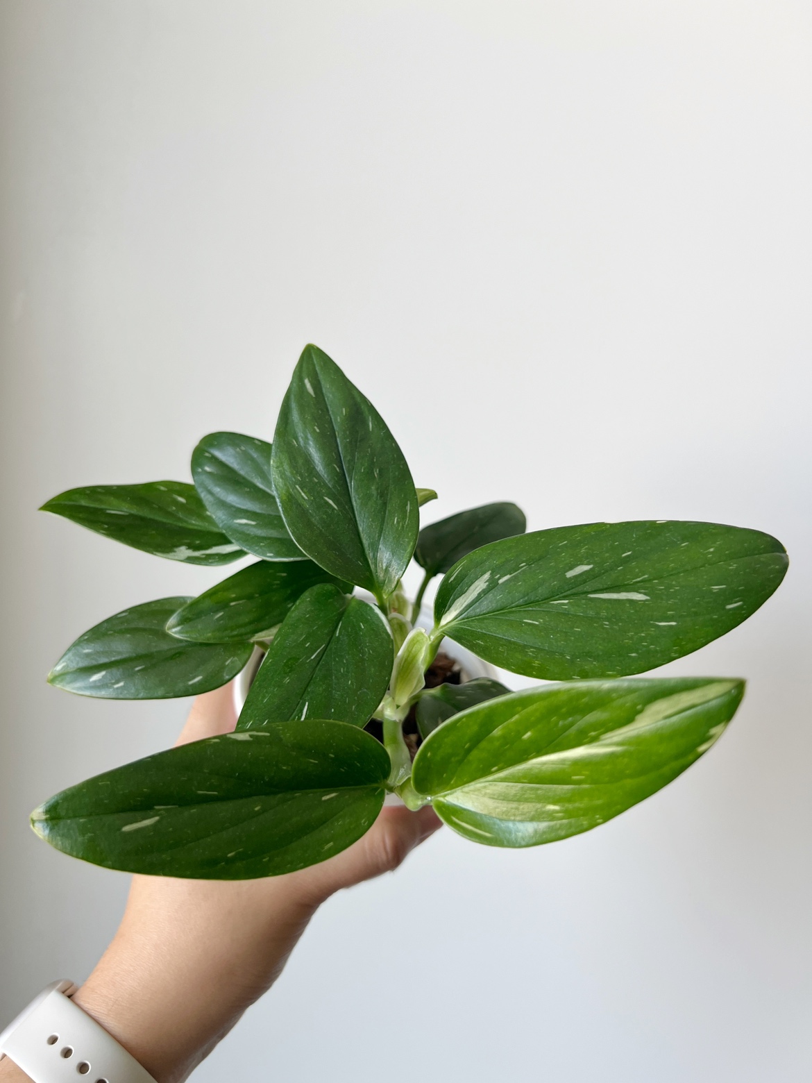 Houseplant 🪴 Monstera Standleyana image indicator(3)