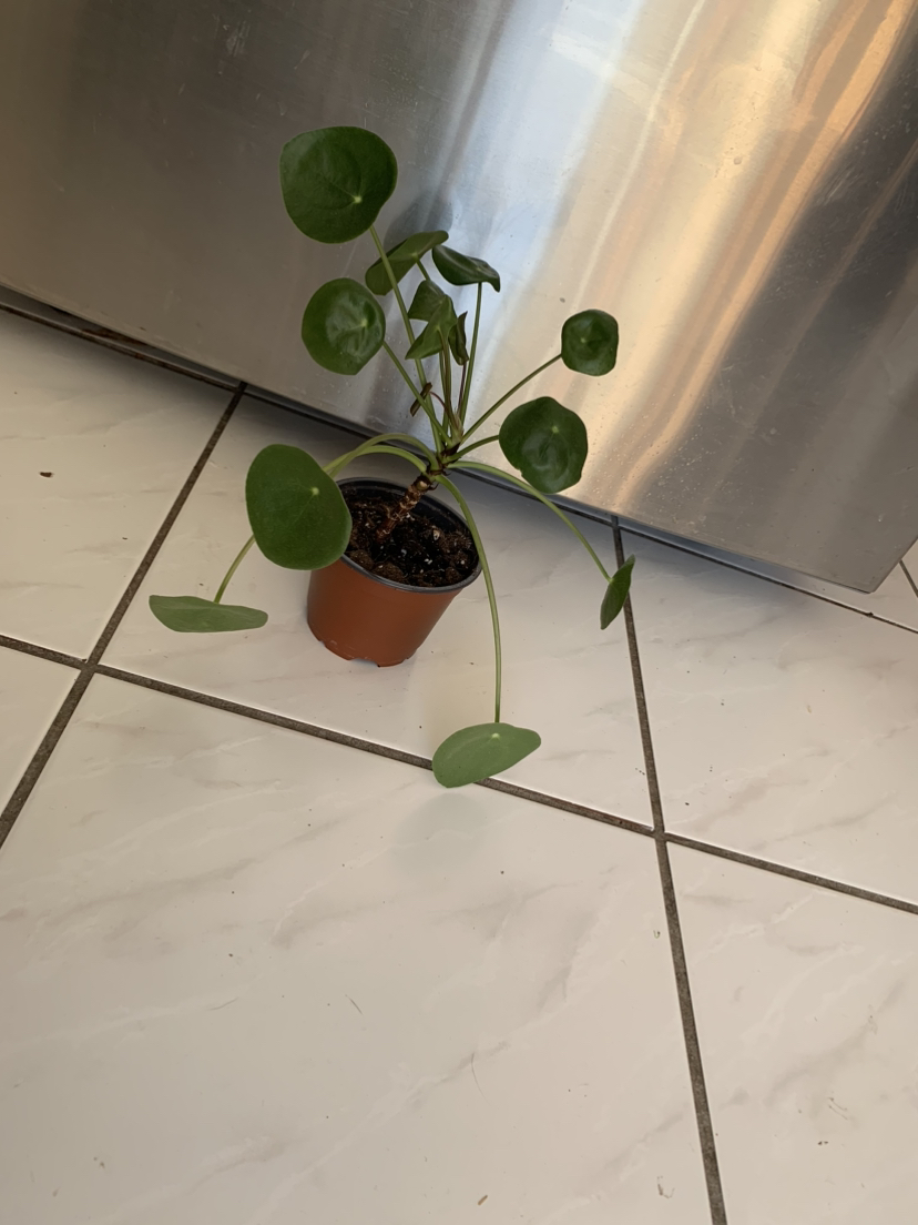 Pilea thumbnail