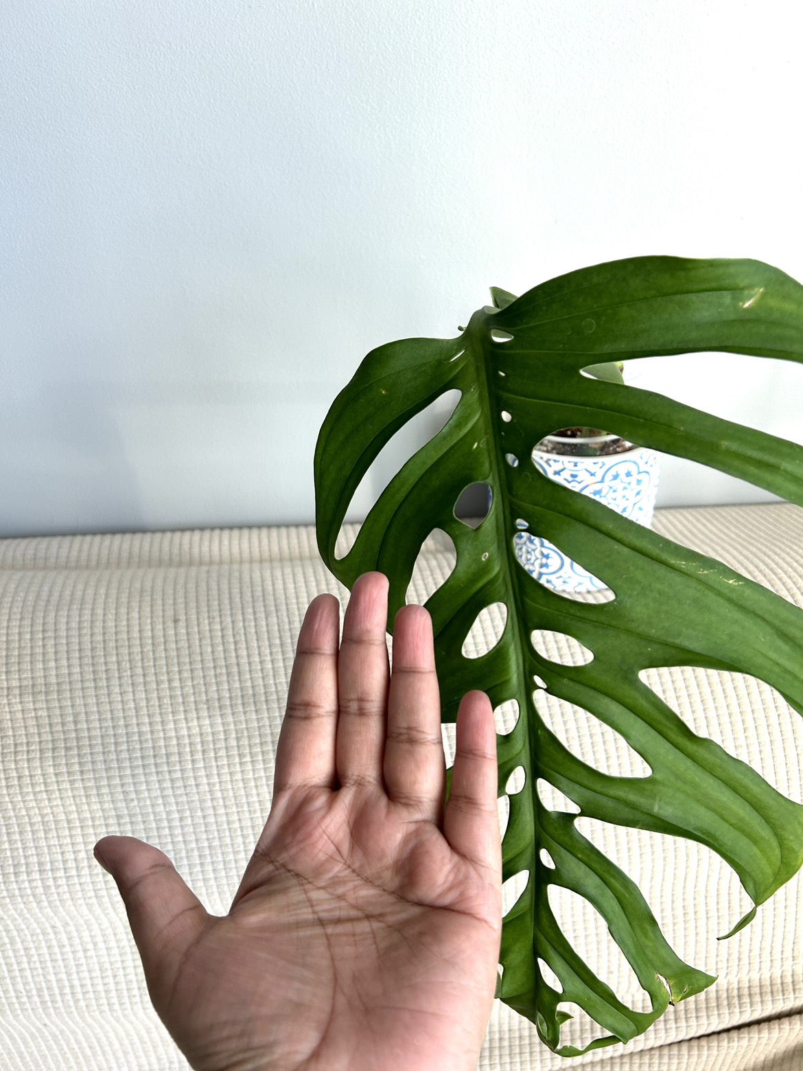 Rare Monstera Esqueleto Rooted Cutting thumbnail