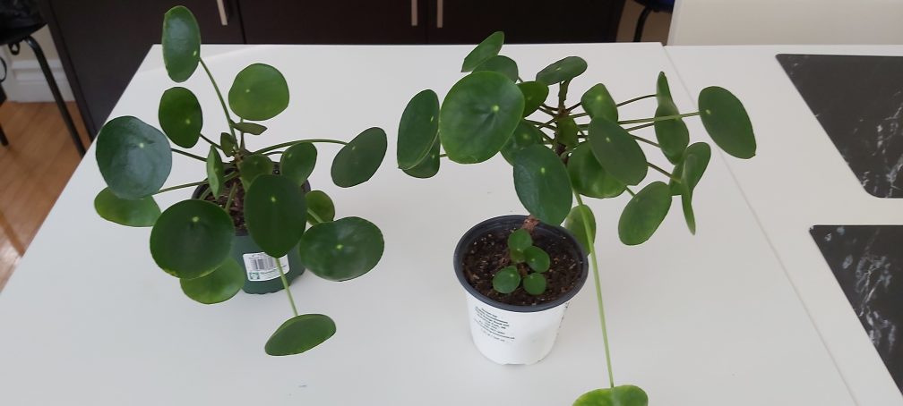 Chinese Money Plant (Pilea Peperomioides)