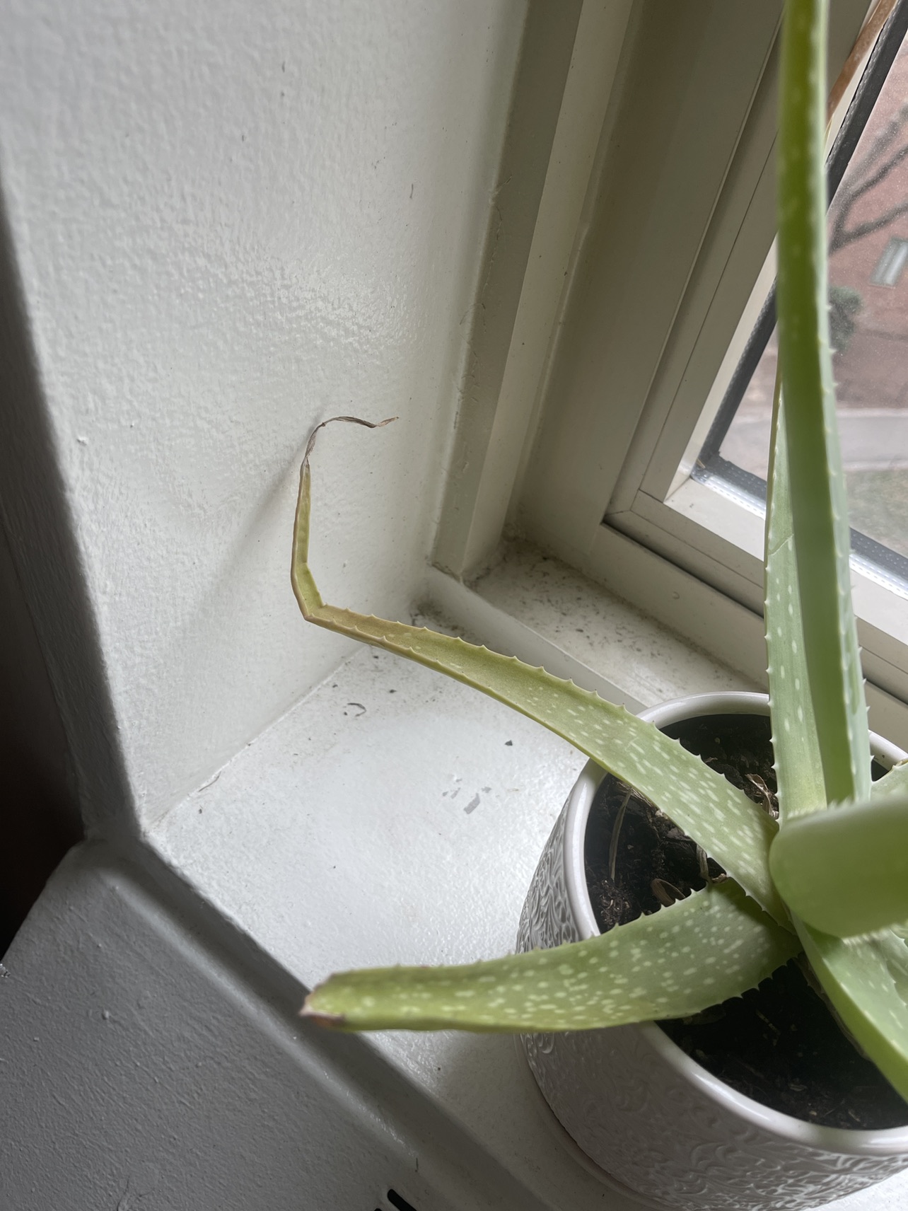 Potted Aloe Plant - photo 4