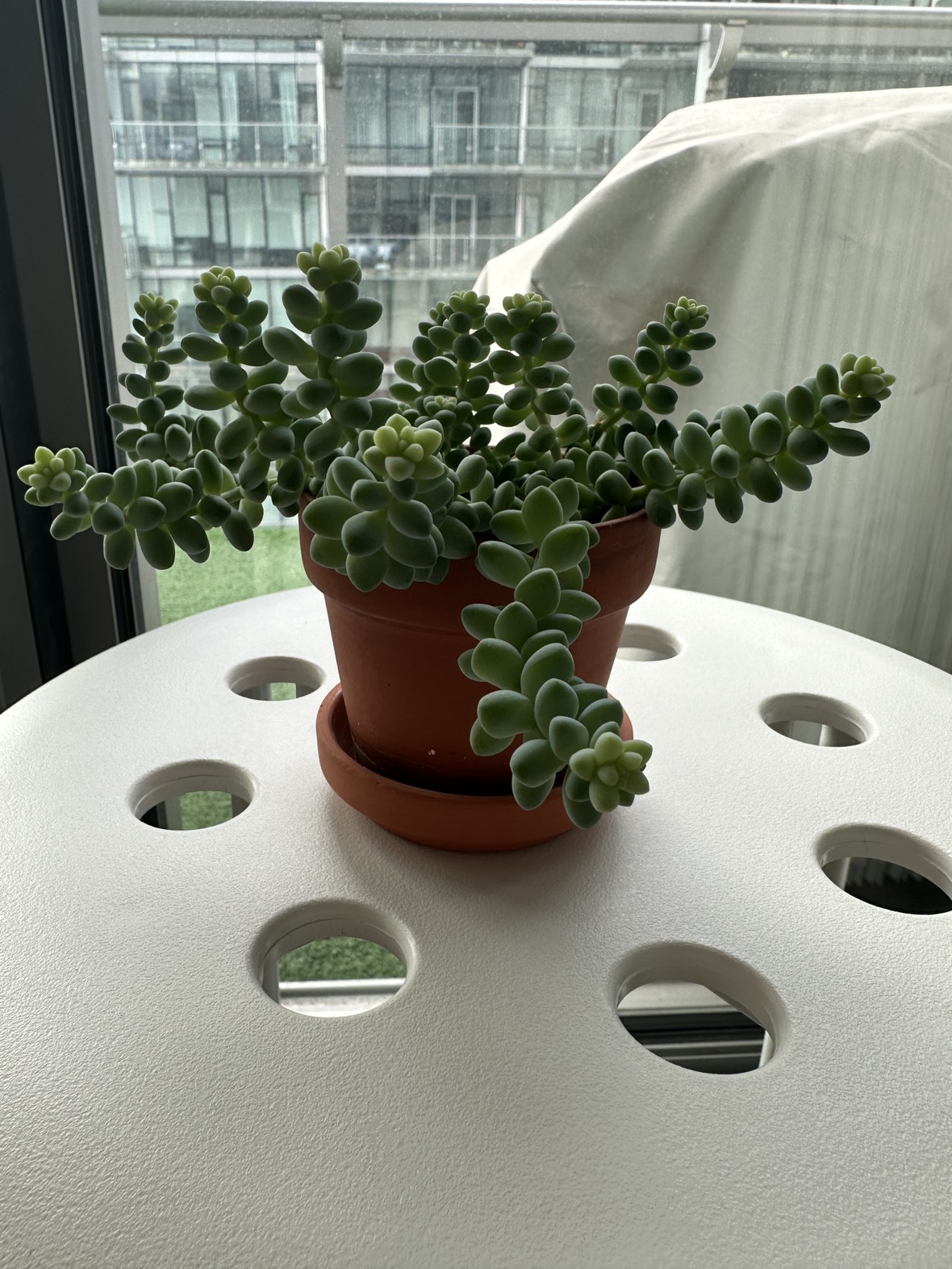 Sedum Burrito, aka Donkey Tail succulent