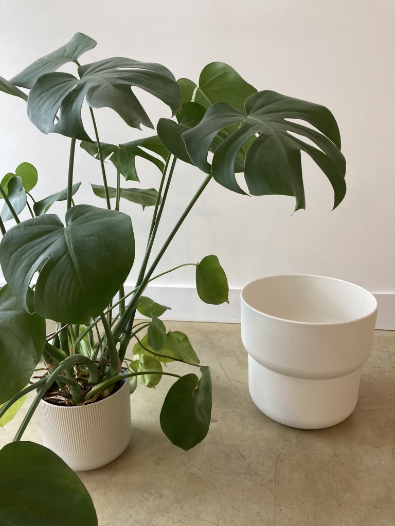 Monstera plant and spare pot - photo 2