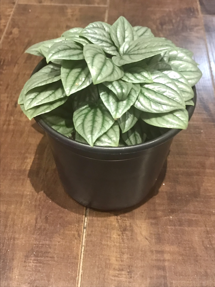 Peperomia Frost Plant image indicator(2)