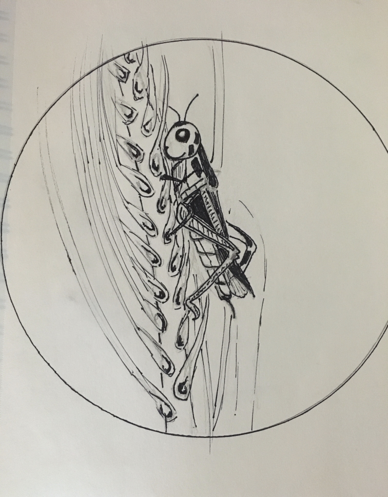 St. Urhos Day grasshopper 💜 image indicator(3)