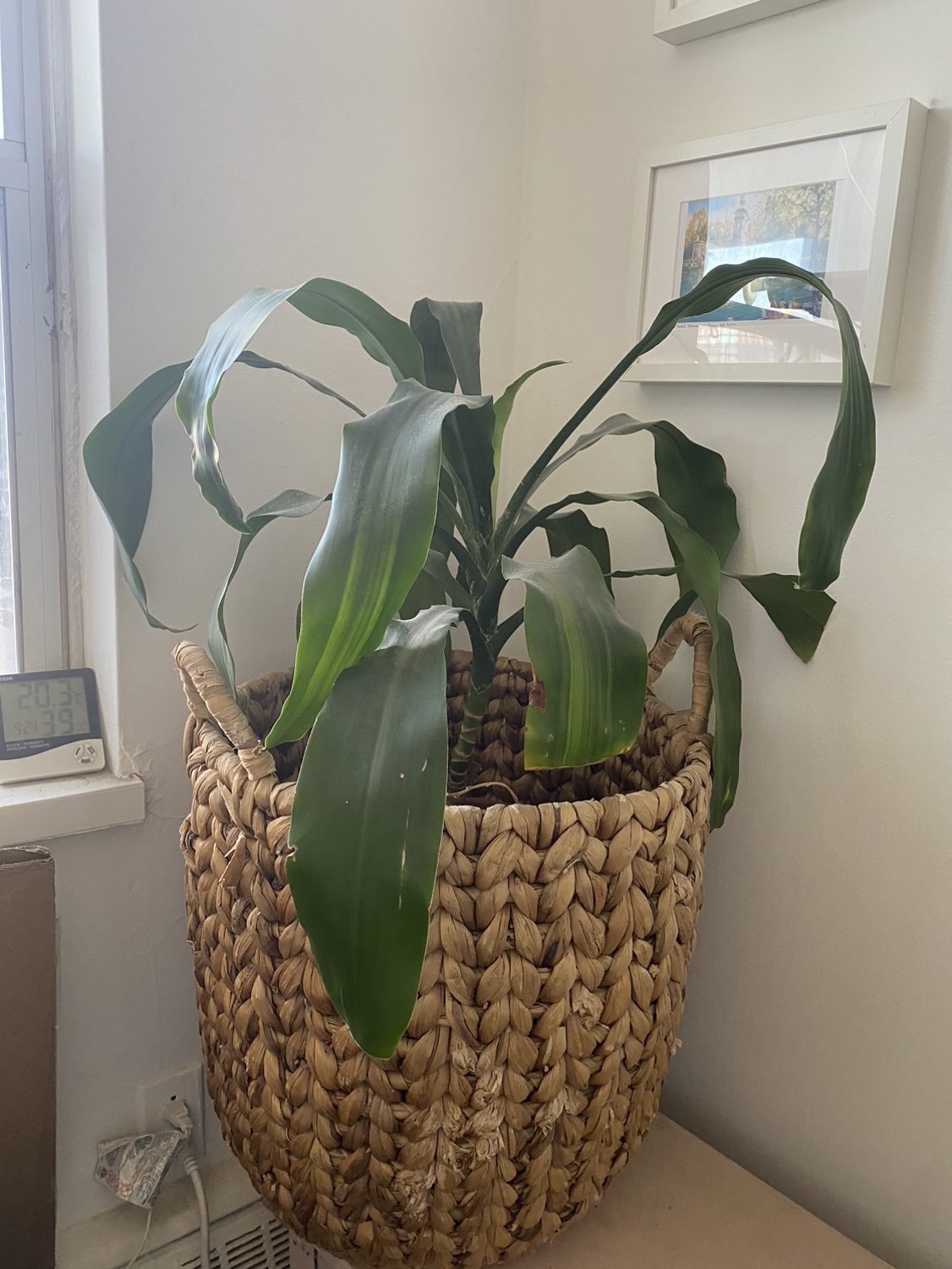Plant in wicker basket