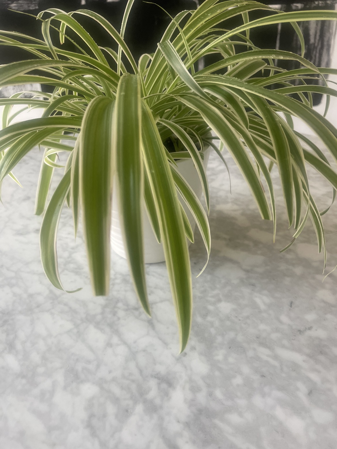 Beautiful spider plant in pot 🌱🪴 image indicator(4)