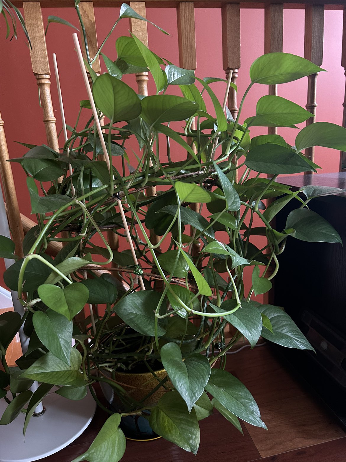 Healthy and large golden pothos with nice pot