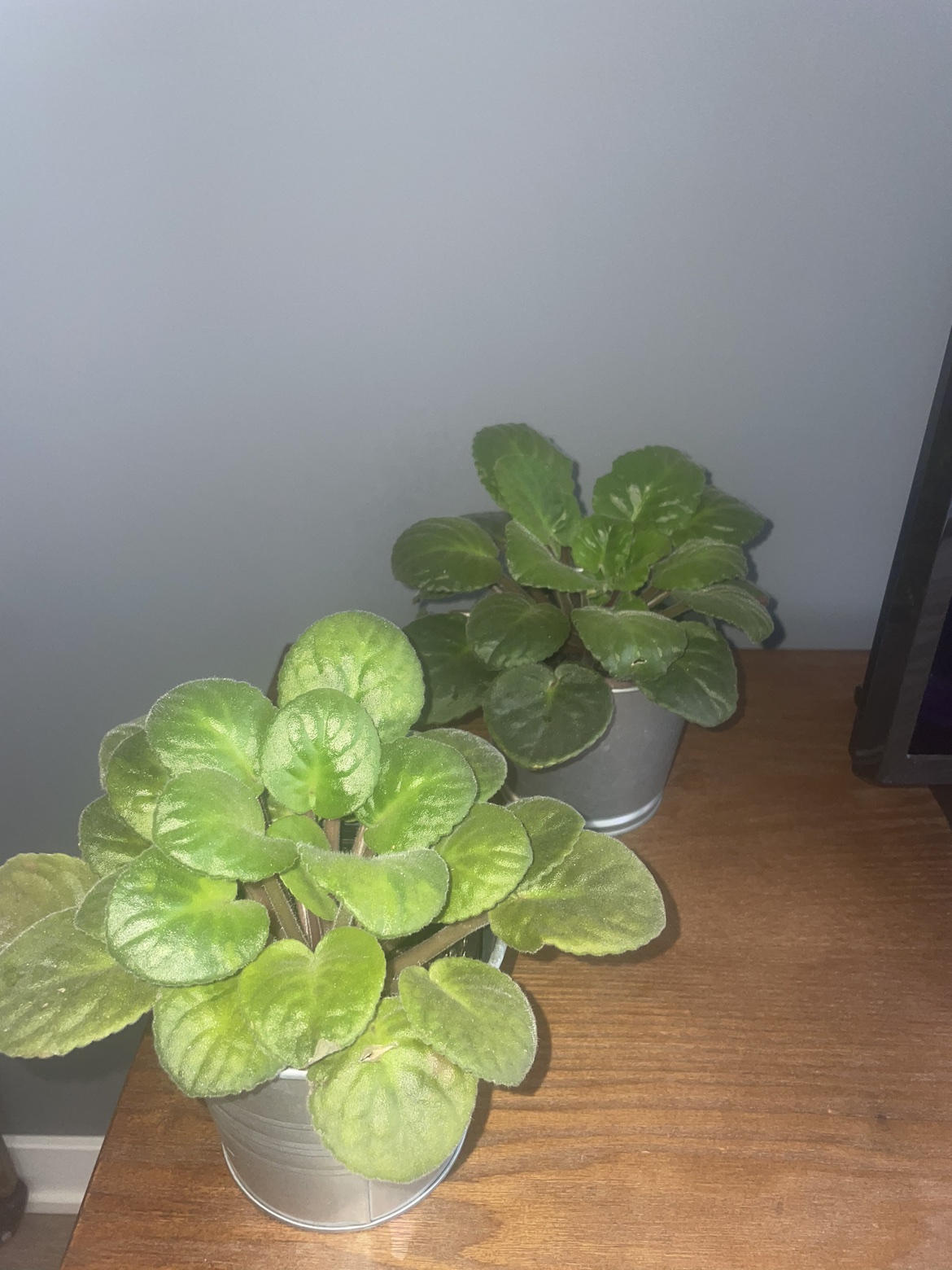 2 African violet in pot 🪴💜 image indicator(2)