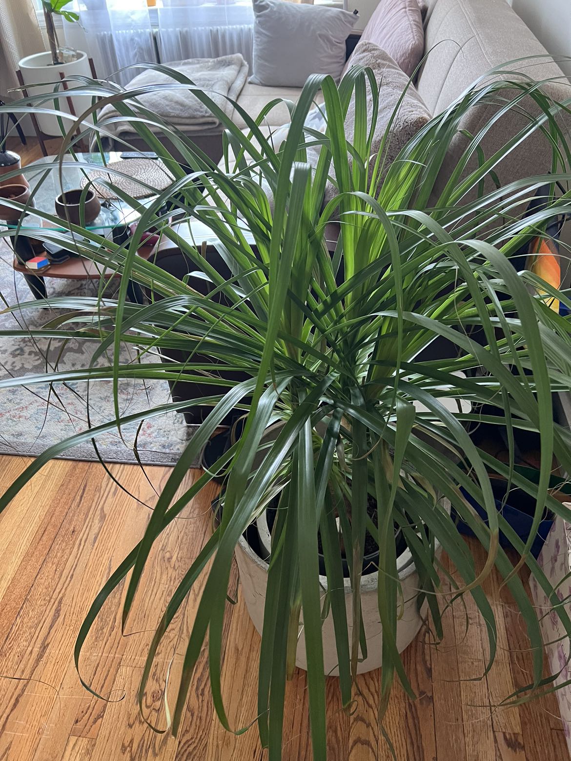 Palm tree plant #freecycle