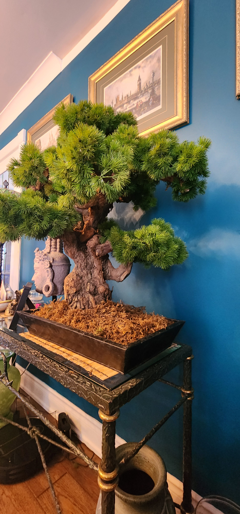 Bonsai tree - photo 2