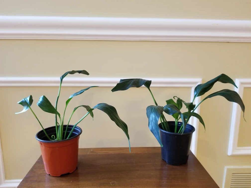 Peace Lily plants in water or nursery pots 6 to 7 inches thumbnail